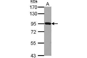 WB Image Sample (30 ug of whole cell lysate) A: BCL-1 7.