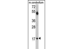 Western blot analysis of UBE2V1 Antibody (C-term) (ABIN388931 and ABIN2837878) in mouse cerebellum tissue lysates (35 μg/lane). (UBE2V1 anticorps  (C-Term))