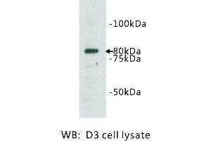 Image no. 1 for anti-Transmembrane Protein 132B (TMEM132B) antibody (ABIN1112939) (TMEM132B anticorps)