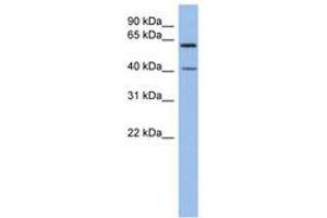 Image no. 1 for anti-beta 1,3-Galactosyltransferase-Like (B3GALTL) (C-Term) antibody (ABIN6743519) (B3GALTL anticorps  (C-Term))