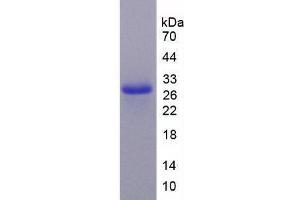 SDS-PAGE analysis of Mouse Caspase 9 Protein. (Caspase 9 Protéine)