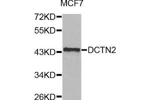 Western blot analysis of extracts of MCF7 cell line, using DCTN2 antibody. (Dynamitin anticorps)