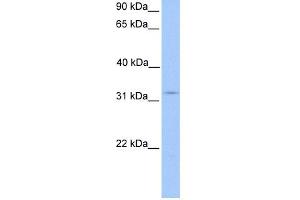 WB Suggested Anti-KCTD21 Antibody Titration: 0. (KCTD21 anticorps  (N-Term))