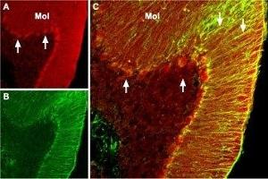 Expression of BDNF in mouse cerebellum - Immunohistochemical staining of mouse cerebellum with Anti-BDNF Antibody (ABIN7042970, ABIN7044761 and ABIN7044762).