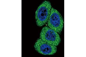 Immunofluorescence (IF) image for anti-Cytochrome P450, Family 4, Subfamily B, Polypeptide 1 (CYP4B1) antibody (ABIN3003851) (CYP4B1 anticorps)