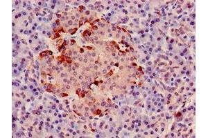 Immunohistochemistry of paraffin-embedded human pancreatic tissue using ABIN7149190 at dilution of 1:100