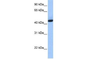 WB Suggested Anti-KHDRBS1 Antibody Titration: 0.