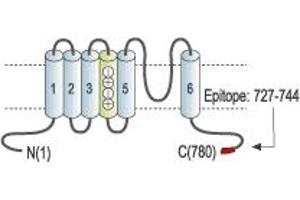 anti-Hyperpolarization Activated Cyclic Nucleotide-Gated Potassium Channel 3 (HCN3) (AA 727-744), (C-Term), (Intracellular) antibody