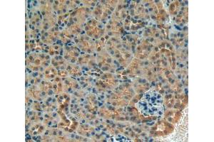 IHC-P analysis of kidney tissue, with DAB staining. (IGFBP5 anticorps  (AA 25-271))