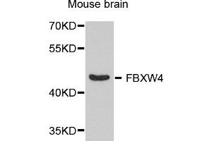 Western blot analysis of extracts of mouse brain, using FBXW4 antibody (ABIN5974651) at 1/1000 dilution. (FBXW4 anticorps)