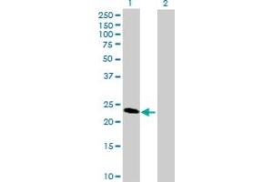 Western Blot analysis of SECTM1 expression in transfected 293T cell line by SECTM1 MaxPab polyclonal antibody. (SECTM1 anticorps  (AA 29-248))