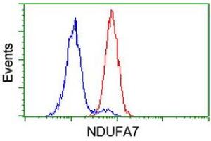 Image no. 2 for anti-NADH Dehydrogenase (Ubiquinone) 1 alpha Subcomplex, 7, 14.5kDa (NDUFA7) antibody (ABIN1499657)