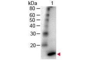 Western Blot of Rabbit Anti - IL-4 Antibody Peroxidase Conjugated Lane 1: Human IL-4 Load: 50 ng per lane Secondary antibody: IL-4 Antibody Peroxidase Conjugated at 1:1,000 for 60 min at RT Block: ABIN925618 for 30 min RT Predicted/Observed size: 18 kDa, 18 kDa (IL-4 anticorps  (HRP))