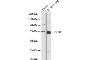 Western blot analysis of extracts of various cell lines, using DOK2 antibody (ABIN6130308, ABIN6139765, ABIN6139767 and ABIN6218320) at 1:1000 dilution. (DOK2 anticorps  (AA 1-260))