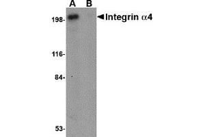 Western Blotting (WB) image for anti-Integrin alpha 4 (ITGA4) (C-Term) antibody (ABIN1030440) (ITGA4 anticorps  (C-Term))