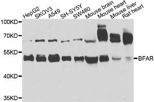 Western blot analysis of extracts of various cells, using BFAR antibody. (BFAR anticorps)