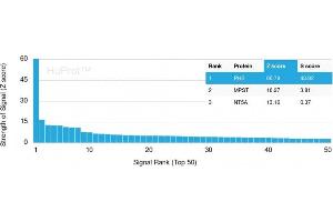 Analysis of Protein Array containing more than 19,000 full-length human proteins using Monospecific Mouse Monoclonal Antibody to Prohibitin (PHB/3193).