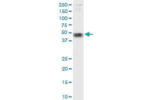 Immunoprecipitation of CARD8 transfected lysate using anti-CARD8 MaxPab rabbit polyclonal antibody and Protein A Magnetic Bead , and immunoblotted with CARD8 purified MaxPab mouse polyclonal antibody (B01P) .