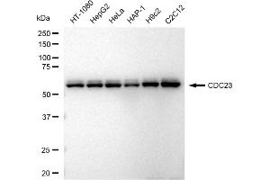 Western blotting analysis using CDC23 antibody (ABIN7798004). (Recombinant CDC23 anticorps)