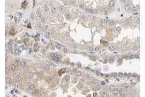 ABIN6268747 at 1/100 staining human kidney tissue sections by IHC-P. (Caspase 12 anticorps  (Internal Region))