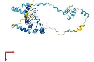 AlphaFold protein structure predicition of Human Recombinant TMOD1 Protein, UniprotID P28289