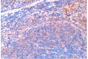 Immunohistochemical staining of mouse spleen tissue using Diablo polyclonal antibody  at 2 ug/mL . (DIABLO anticorps  (AA 222-237))