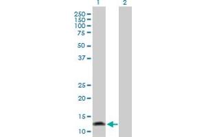 Western Blot analysis of FABP1 expression in transfected 293T cell line by FABP1 MaxPab polyclonal antibody.