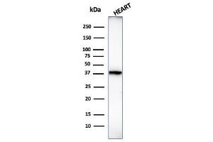 Western Blot Analysis of human heart tissue lysate using Histone H1 Mouse Monoclonal Antibody (1415-1).