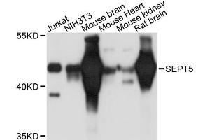Western blot analysis of extracts of various cell lines, using SEPT5 antibody. (Septin 5 anticorps)