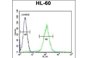 OR10J5 Antibody (C-term) (ABIN655222 and ABIN2844830) flow cytometric analysis of HL-60 cells (right histogram) compared to a negative control cell (left histogram).
