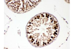Anti- PBK Picoband antibody, IHC(P) IHC(P): Rat Testis Tissue