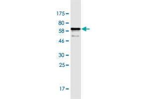 Western Blot detection against Immunogen (58.
