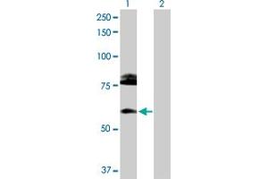 Western Blot analysis of CREB3L1 expression in transfected 293T cell line by CREB3L1 MaxPab polyclonal antibody. (CREB3L1 anticorps  (AA 1-519))