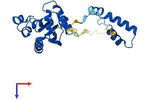 AlphaFold protein structure predicition of Human Recombinant NME5 Protein, UniprotID P56597