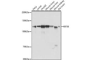 Western blot analysis of extracts of various cell lines, using KIF5B antibody (ABIN7268136) at 1:1000 dilution. (KIF5B anticorps  (AA 650-770))