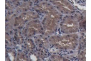 DAB staining on IHC-P; Samples: Porcine Kidney Tissue