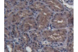 DAB staining on IHC-P; Samples: Porcine Kidney Tissue (FABP1 anticorps  (AA 1-127))