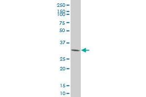 CDK4 monoclonal antibody (M09), clone 8A10 Western Blot analysis of CDK4 expression in HeLa . (CDK4 anticorps  (AA 211-303))