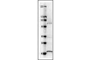 Western Blotting (WB) image for anti-Ribonucleoside Reductase Large Subunit Cdc22 (CDC22) antibody (ABIN2451937) (Cdc22 anticorps)