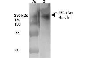 Western Blot analysis of Rat Brain Membrane showing detection of ~270 kDa Notch1 protein using Mouse Anti-Notch1 Monoclonal Antibody, Clone S253-32 . (Notch1 anticorps  (AA 20-216) (HRP))