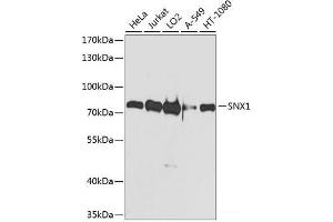 Western blot analysis of extracts of various cell lines using SNX1 Polyclonal Antibody at dilution of 1:1000. (Sorting Nexin 1 anticorps)
