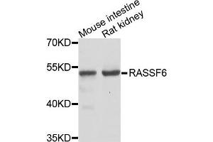 Western blot analysis of extracts of various cells, using RASSF6 antibody. (RASSF6 anticorps)