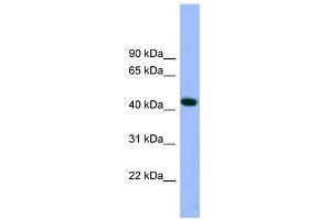 WB Suggested Anti-ACTR3 Antibody Titration: 0. (ACTR3 anticorps  (N-Term))