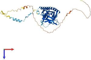 AlphaFold protein structure predicition of Mouse Recombinant Exosc9 Protein, UniprotID Q9JHI7
