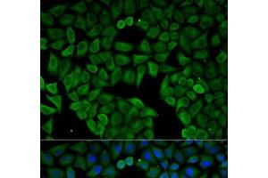 Immunofluorescence analysis of HeLa cells using CHRNA1 Polyclonal Antibody (CHRNA1 anticorps)