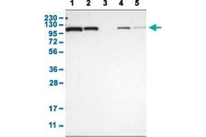 Western Blot analysis with HSPA4 polyclonal antibody . (HSPA4 anticorps  (AA 699-808))