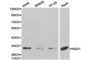 Western Blotting (WB) image for anti-NAD(P)H Dehydrogenase, Quinone 1 (NQO1) antibody (ABIN1873943) (NQO1 anticorps)