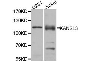 Western blot analysis of extracts of U251 and Jurkat cell lines, using KANSL3 antibody. (KANSL3 anticorps)