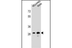 DHRS4L1 Antibody (C-term) (ABIN656463 and ABIN2845747) western blot analysis in NCI-,A549 cell line lysates (35 μg/lane). (DHRS4L1 anticorps  (C-Term))