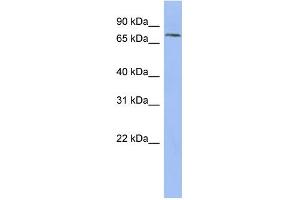 WB Suggested Anti-PNN Antibody Titration: 0. (PNN anticorps  (N-Term))